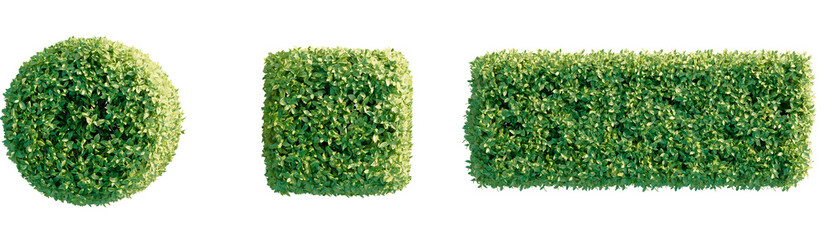 Ficus microcarpa golden leaves tree plan, top view, PNG cutout, transparent background, isolate Perfectly manicured topiary set in geometric shapes ready for your garden or landscape design project © DH Tree Stock