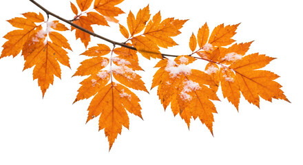 Vibrant autumn leaves adorned with delicate frost on a tree branch signaling the transition of seasons.