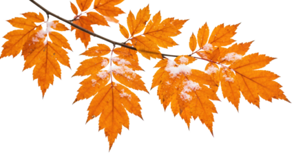 Vibrant autumn leaves adorned with delicate frost on a tree branch signaling the transition of seasons.