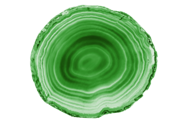 A painted Green agate slice with white veins on a white background suits decor and craft projects. Its layered texture adds a natural elegance to various designs.