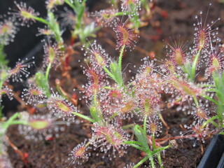 Zbliżenie na rośliny z gatunku drosera scorpioides  © Kumulugma