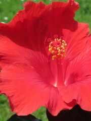 Zbliżenie na kwiat czerwonego hibiskusa © Kumulugma