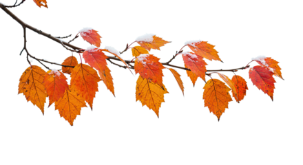 Vibrant autumn leaves on a bare branch with a touch of frost.