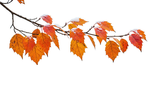 Vibrant autumn leaves on a bare branch with a touch of frost.