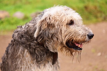 A lone canine stands on a rural dirt path, its fur unkempt and rugged