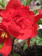 Zbliżenie na czerwone kwiaty begonii © Kumulugma