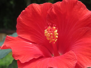 Zbliżenie na czerwony kwiat hibiskusa © Kumulugma