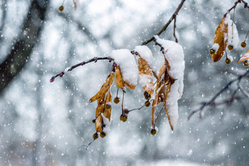 Close-up of a branch with dry leaves and seeds under a layer of snow during a snowfall