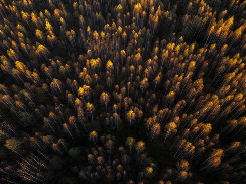 Aerial view of golden treetops ablaze with autumn colors, set against the dark forest, Russia.