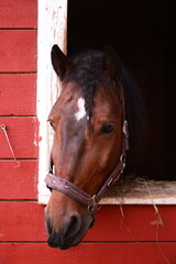 Obraz premium A brown horse peeks out of the entrance of a red barn, suggesting rural scenery or farm activities