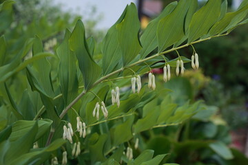 Fototapeta premium Polygonatum odoratum flowering shoots with green foliage