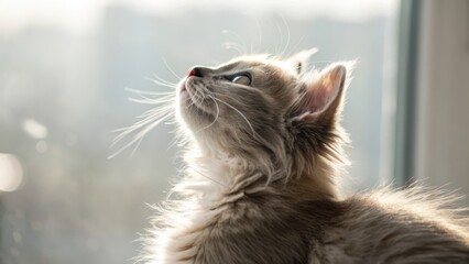 Fluffy Cat Gazing Upward in Soft Light