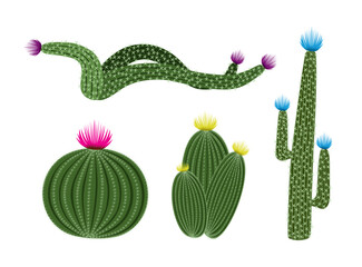 Four Cactus plants set. Realistic vector illustration isolated on white background. Cactus with plants