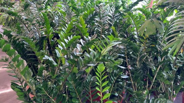 Numerous lush zamioculcas zamiifolia, or zz plants, displayed in pots at a garden center or flower shop, ready for purchase, showcasing their vibrant green foliage for home or office decoration
