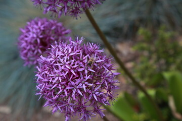 Allium giganteum inflorescence visited by Apis mellifera pollinator insect