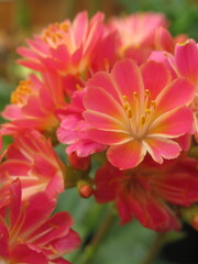 Zbliżenie na kwiaty rośliny z gatunku lewisia © Kumulugma