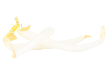 Pile of Bean Sprouts on White Background