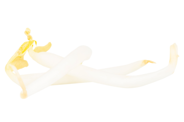 Pile of Bean Sprouts on White Background