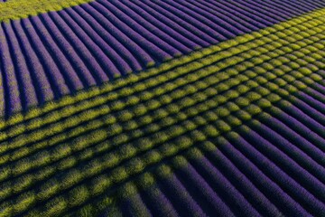 Fototapeta premium Lavender fields with striped patterns under sunlight