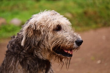 A shaggy dog standing on a dirt path, great for outdoor and nature-themed projects
