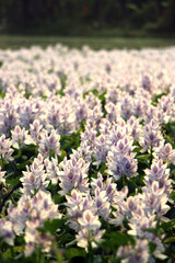 A Stunning, High-Density Vertical Photograph Capturing a Vast, Continuous Field of Light Purple or Lavender Water Hyacinth Flowers (Eichhornia crassipes) in Full, Glorious Bloom