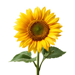 Bright sunflower facing front, white isolated background