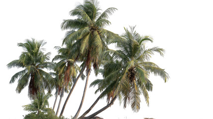 Fototapeta premium Tropical Coconut Palm Trees Isolated on Transparent Background – Lush Green Foliage and Natural Trunk Detail for Commercial Use