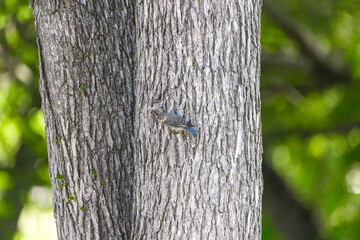 A bird sat on the branch 
