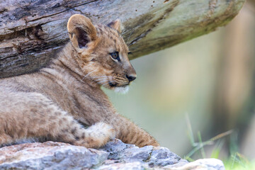 The Zoo is seeing double with the birth of not one, but two lion cubs! The male-female sibling pair were born to mother Saba and father Jabulani in late June. Imara (ee-mah-rah),Tamu (tah-moo)