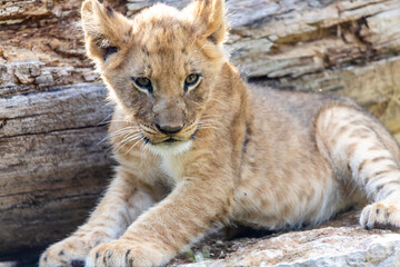 The Zoo is seeing double with the birth of not one, but two lion cubs! The male-female sibling pair were born to mother Saba and father Jabulani in late June. Imara (ee-mah-rah),Tamu (tah-moo)