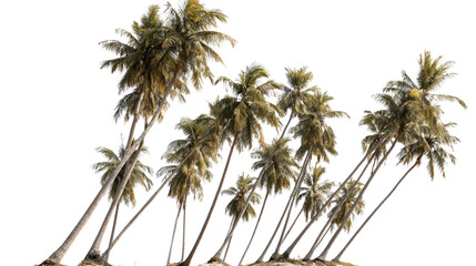 Obraz premium Tropical Coconut Palm Trees Isolated on Transparent Background – Lush Green Foliage and Natural Trunk Detail for Commercial Use