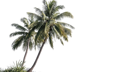 Tropical Coconut Palm Trees Isolated on Transparent Background – Lush Green Foliage and Natural Trunk Detail for Commercial Use