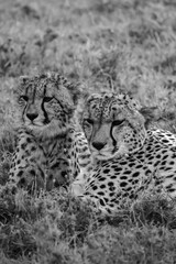 A Cheetah and her Young Cub Lying in the Grasses of the Masai Mara, Kenya