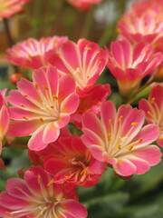 Zbliżenie na kwiaty rośliny z gatunku lewisia © Kumulugma