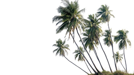 Fototapeta premium Tropical Coconut Palm Trees Isolated on Transparent Background – Lush Green Foliage and Natural Trunk Detail for Commercial Use