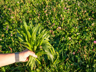 Hand holding fresh plantain leaves (Plantago lanceolata), a medicinal herb used for cough relief,...