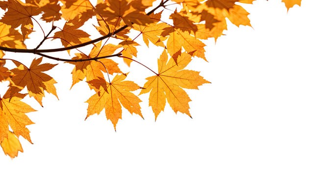 Vibrant autumn maple leaves glowing in warm sunlight on branches. - Powered by Adobe