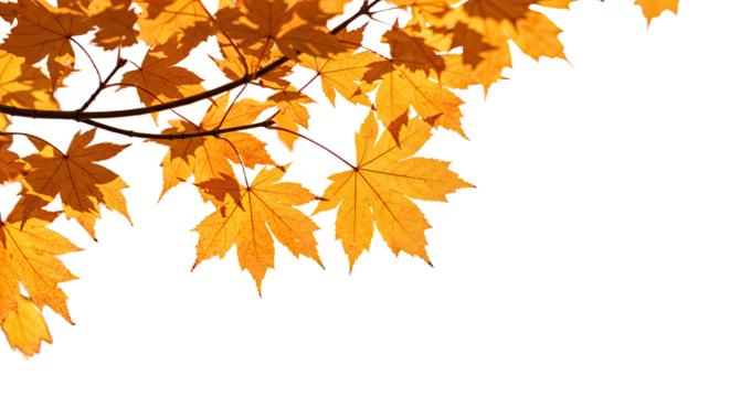 Vibrant autumn maple leaves glowing in warm sunlight on branches.