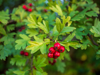 Hawthorn (Crataegus monogyna) branch with cluster of red berries and green leaves, medicinal plant used for heart health and traditional herbal remedies.