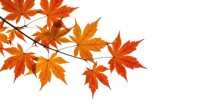 Vibrant autumn maple leaves glowing with warm orange and red hues.