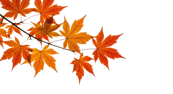 Vibrant autumn maple leaves glowing with warm orange and red hues.