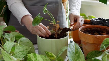 Woman repotting plant, performing indoor gardening and plant care at home. Plant rehabilitation