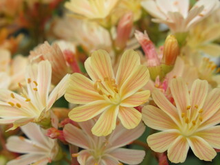 Zbliżenie na kwiaty rośliny z gatunku lewisia © Kumulugma