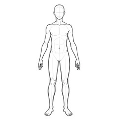 Vector outline illustration of male body