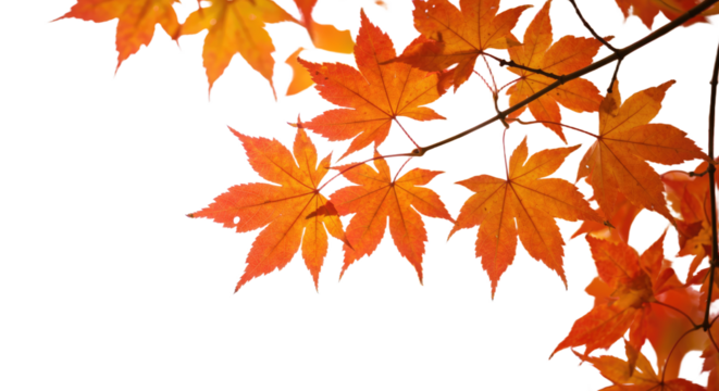 Vibrant autumn maple leaves in bright orange and red colors 3. - Powered by Adobe
