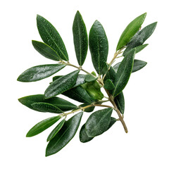 Olive Leaf Isolated on White Background for Organic and Herbal Design