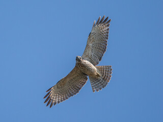 Red shouldered hawk in flight looking at the camera