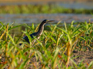 Green heron among green vegetation in a swamp