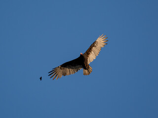 Turkey vulture in flight with butterfly