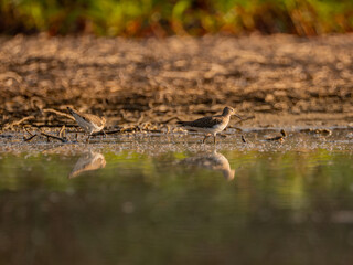 Solitary sandpipers on the edge of a swamp with reflection